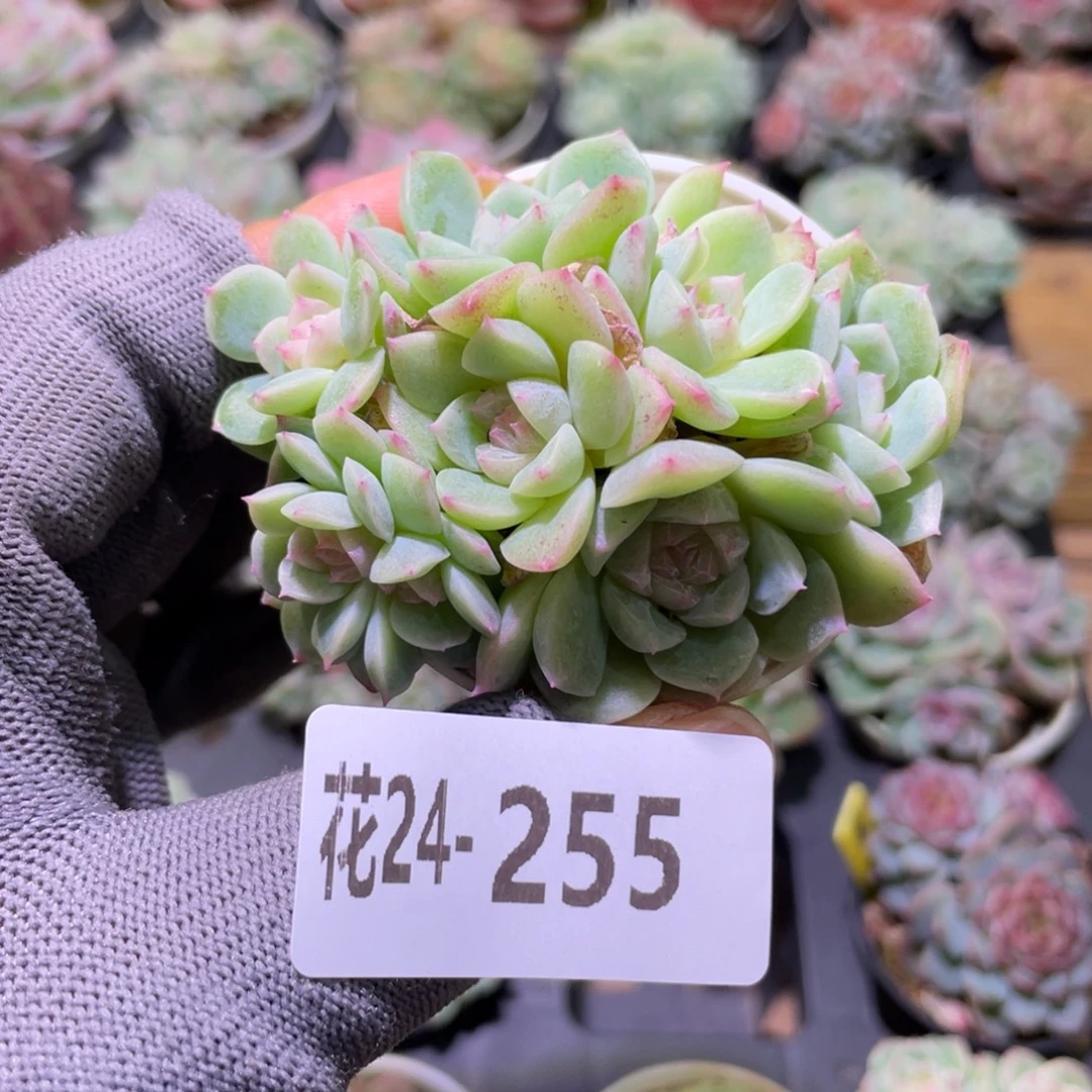 花利美24-255新品珍妮