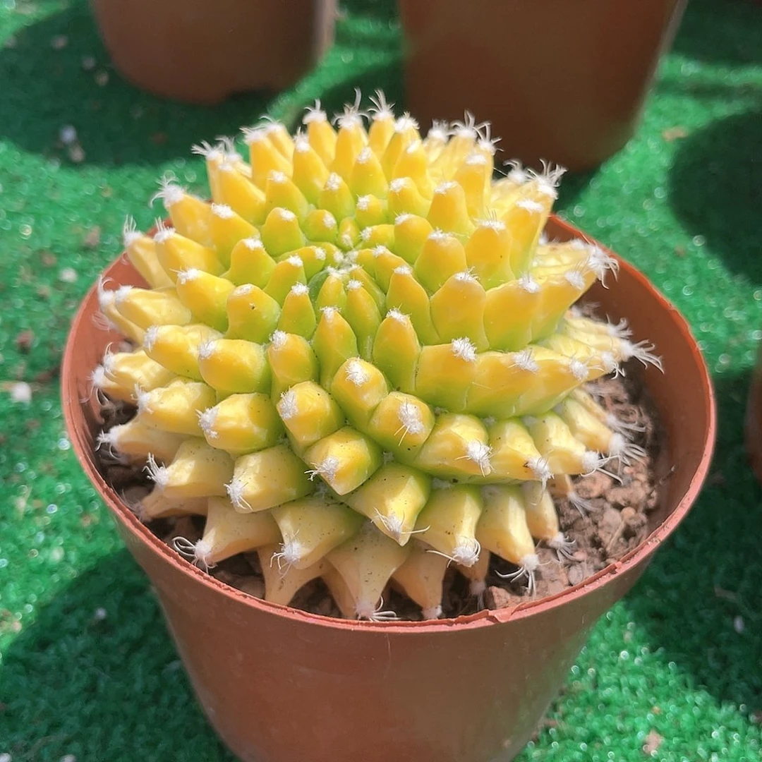 大课迎春仙人球带盆发货