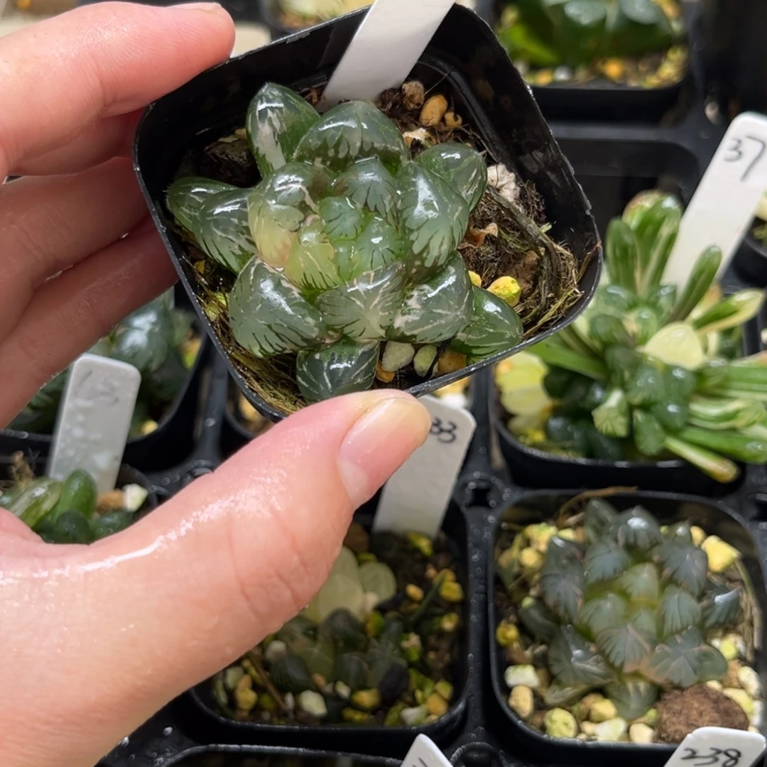 245冰灯玉露锦一物一拍