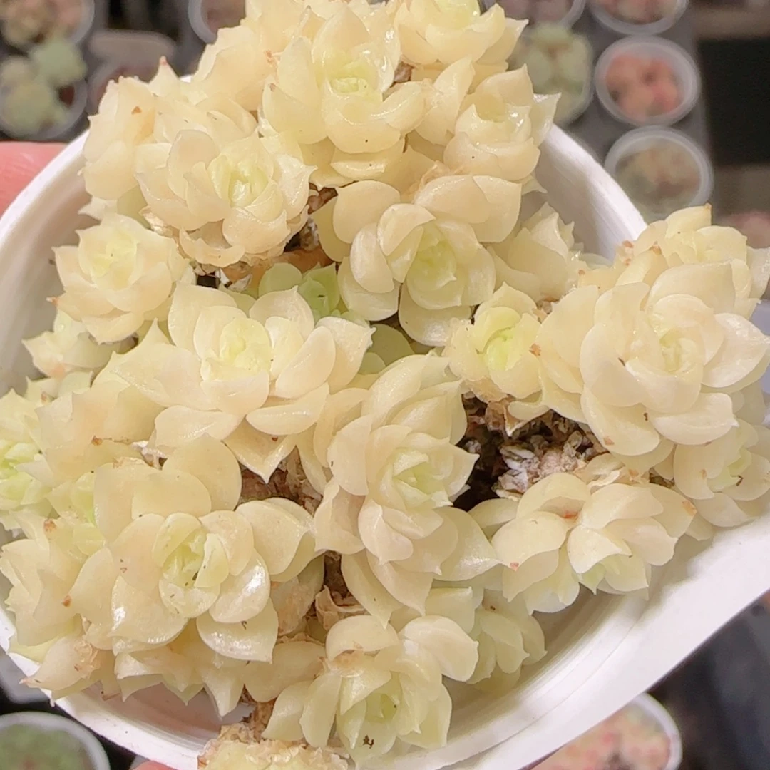 花语多肉1202-309散