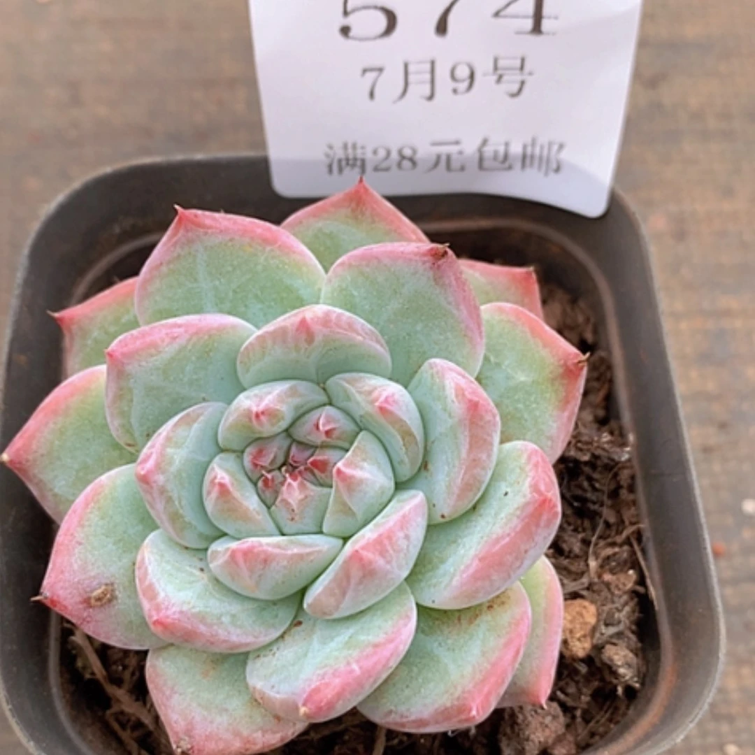 【闪购商品】云574号