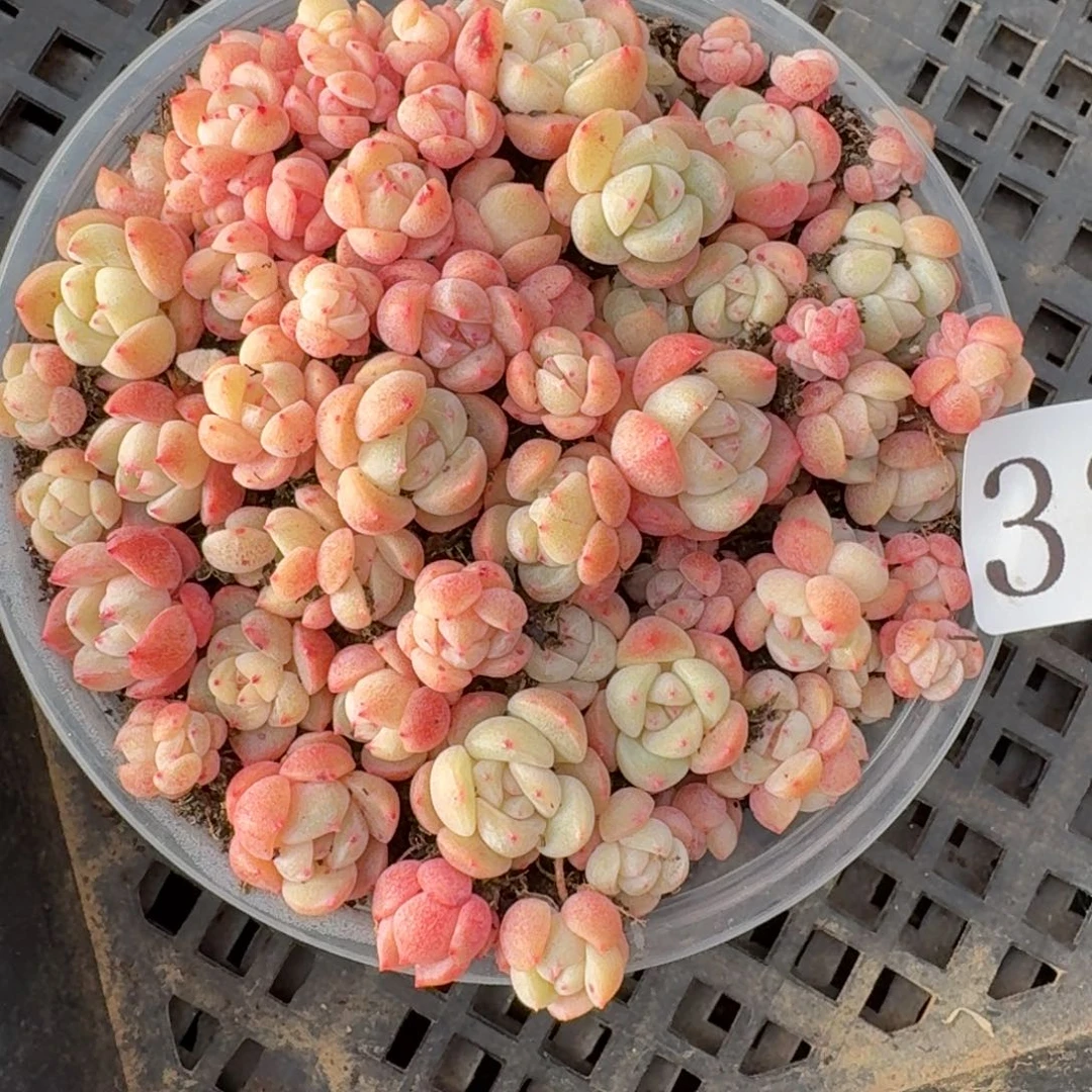 多肉植物多肉植物32