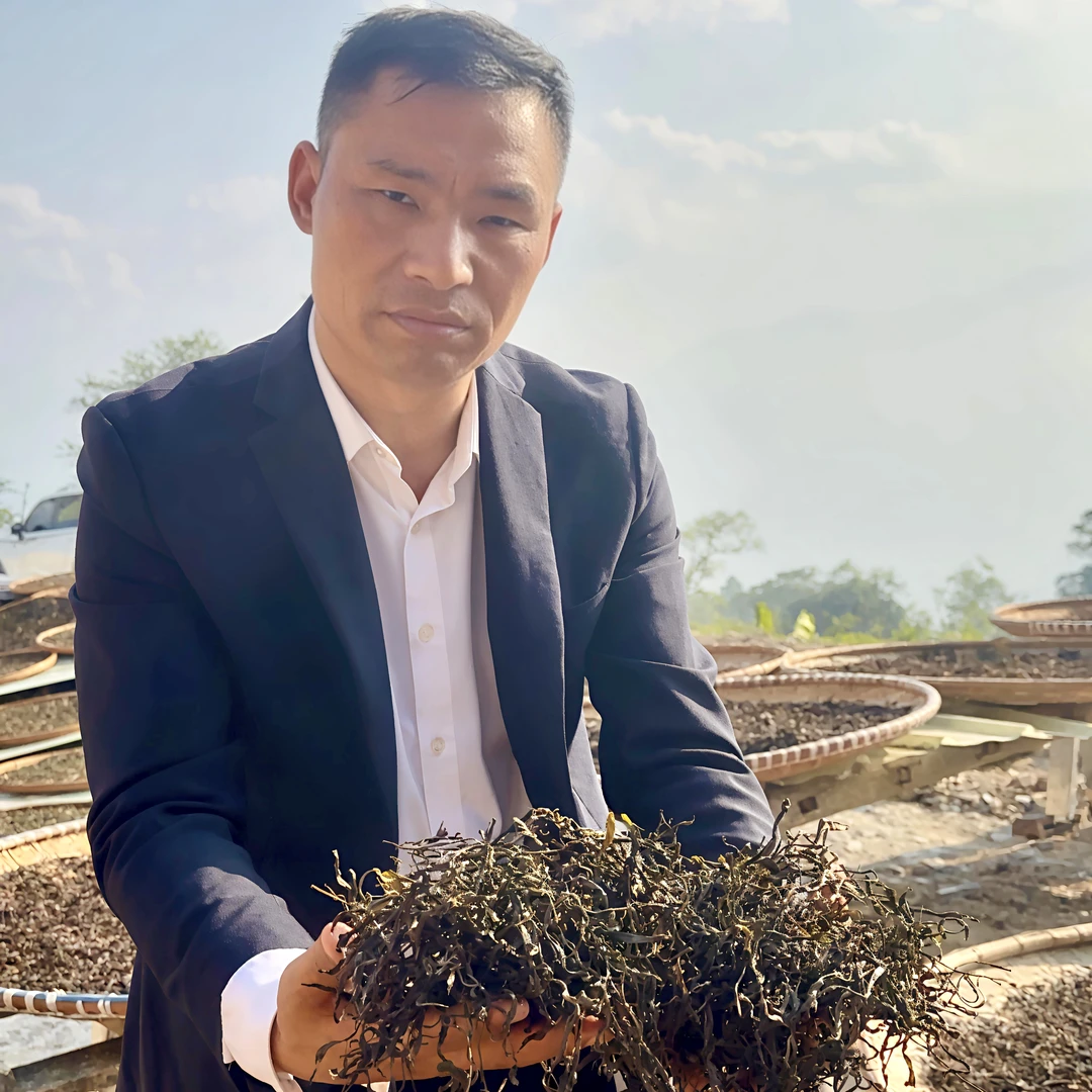 轸寅麻栗坡云深居古树茶2025春茶(茶王地20号单株) 生茶散装茶