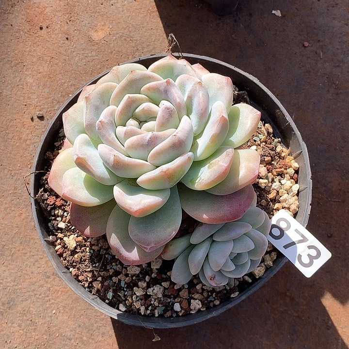 873冰玉一物一拍多肉