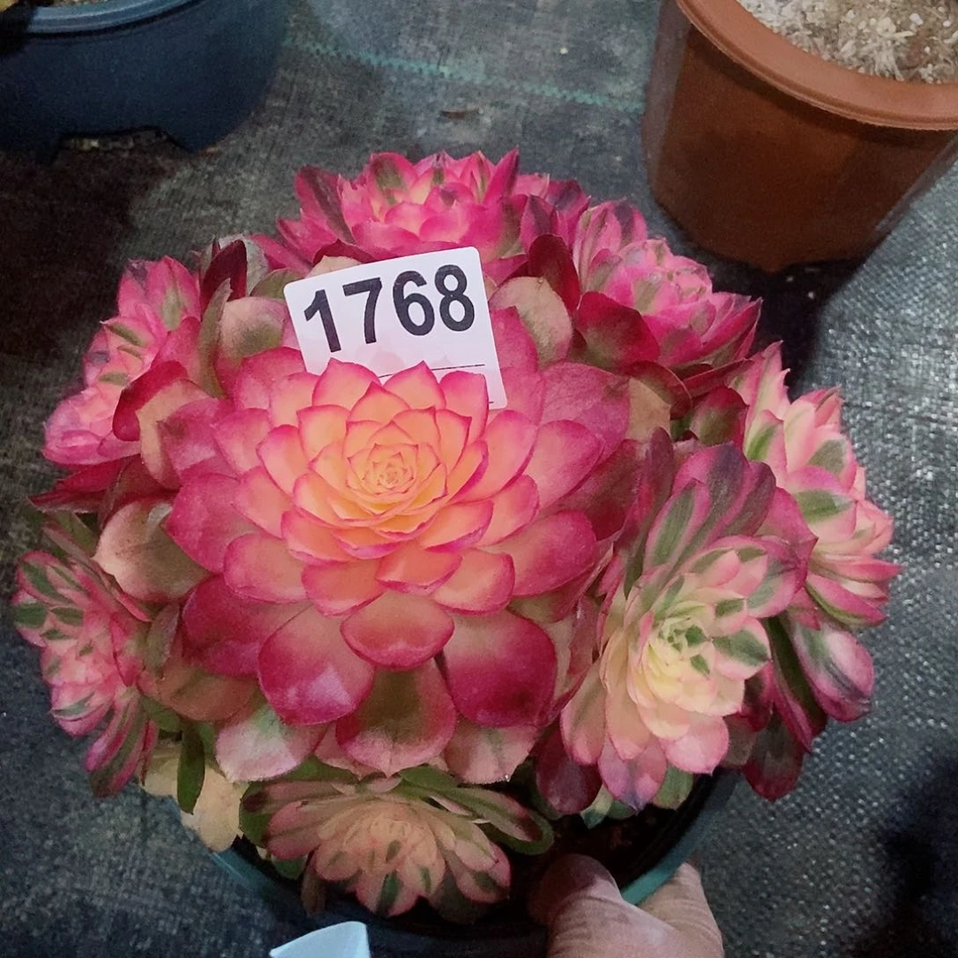 红陶新*1768荔枝4冠服20以上