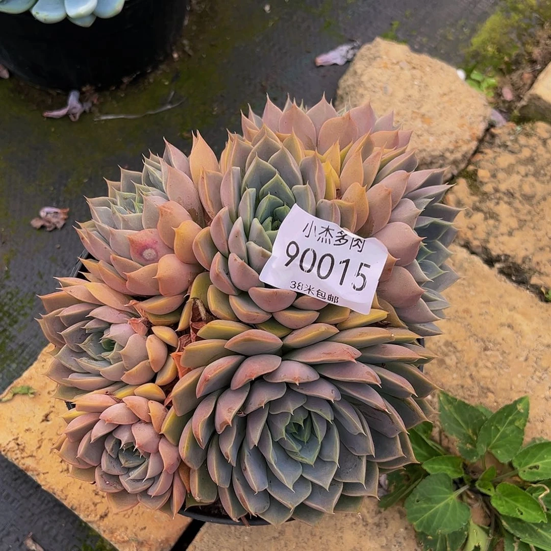 喵*酱玫瑰夫人90015