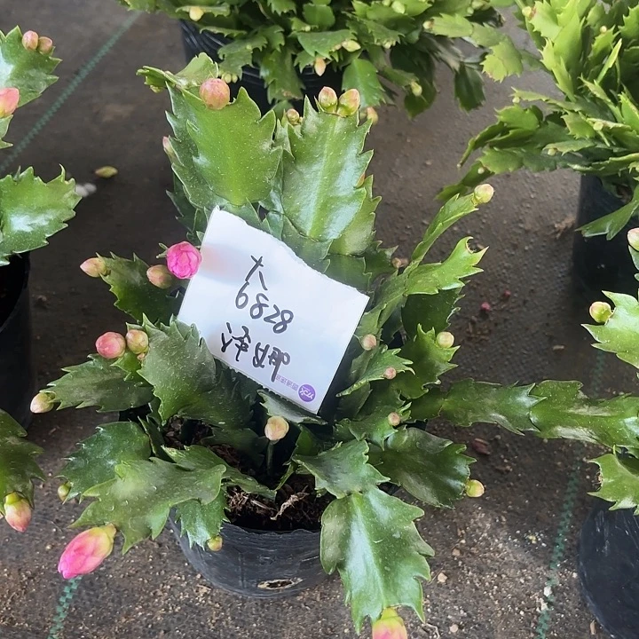 大***路当前无花栽培后可以开花