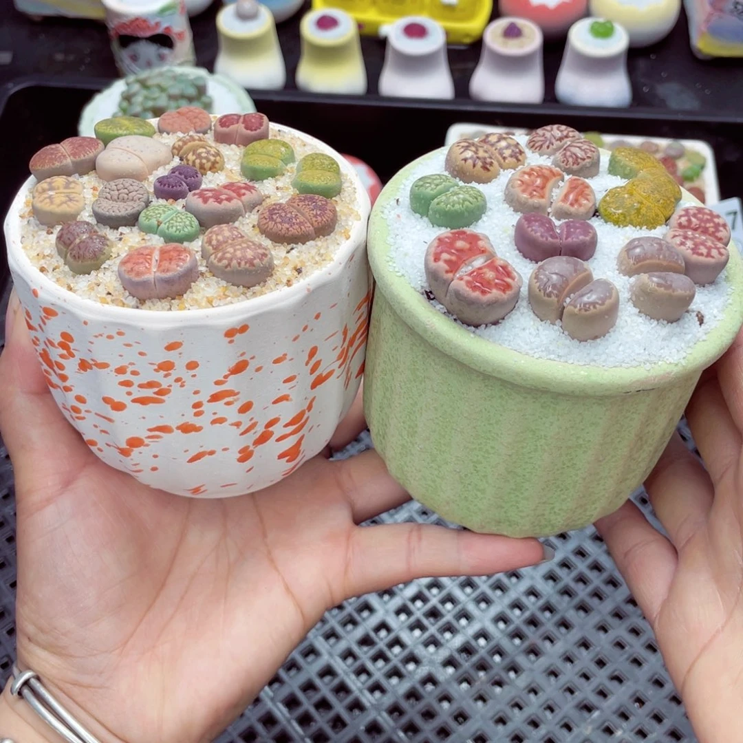 w5522 带盆土发货一物一拍