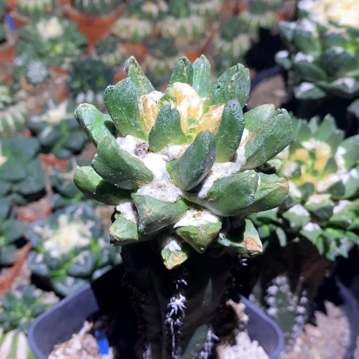 无花朵单头龙角6.7cm