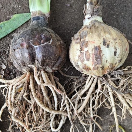 完全开放糖果仙女7-8厘米两棵