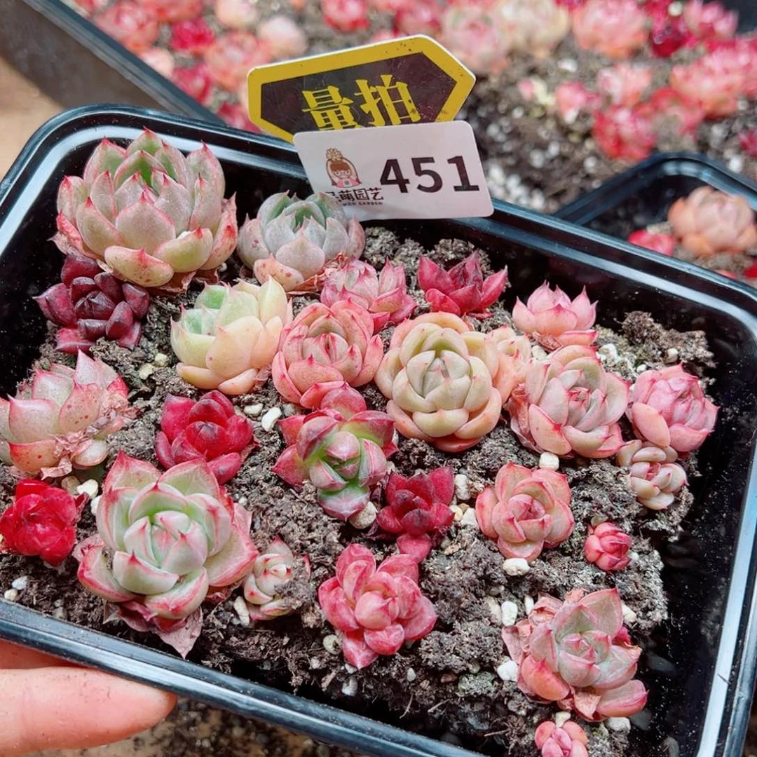 多肉植物多肉植物