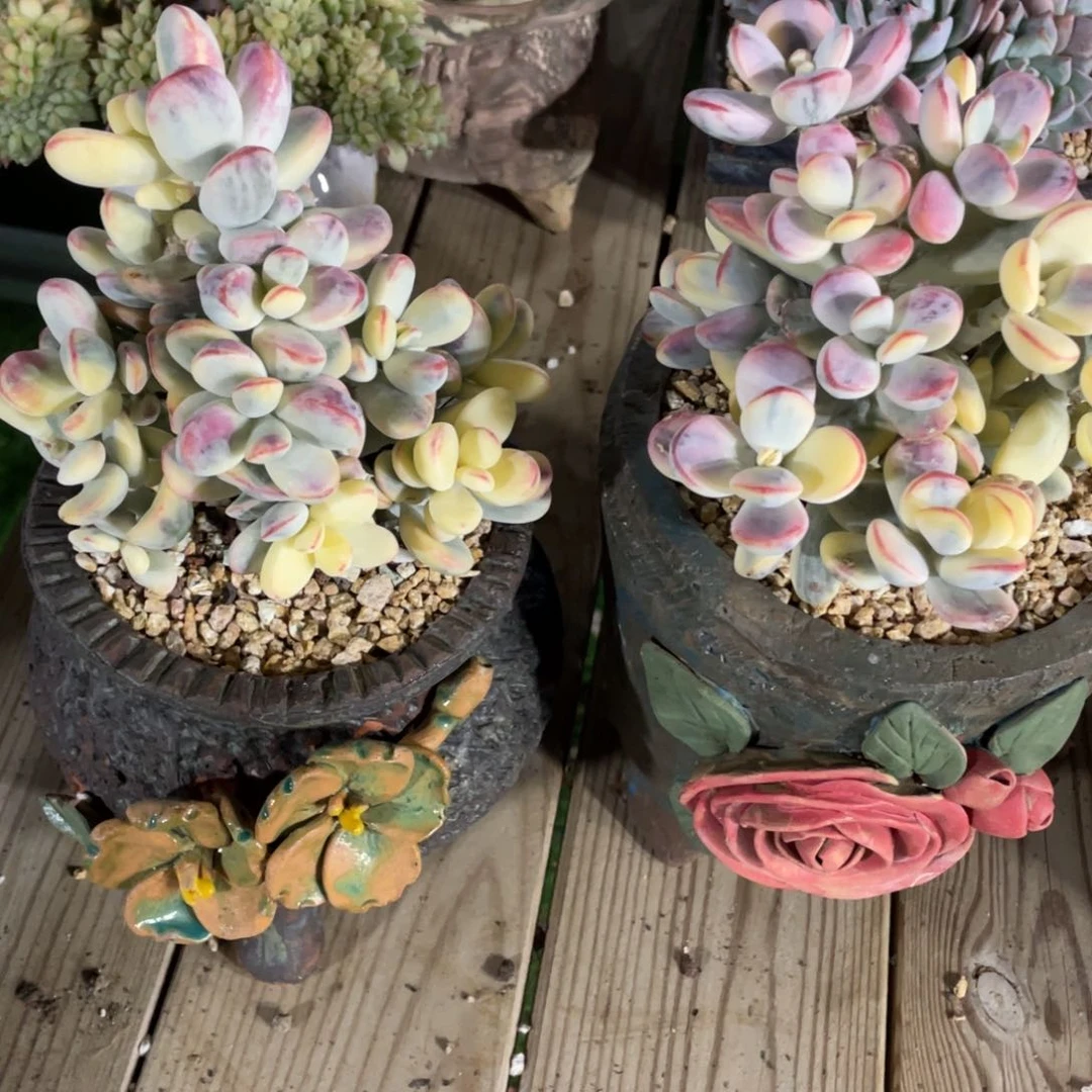 豆总精品多肉植物2颗福娘锦