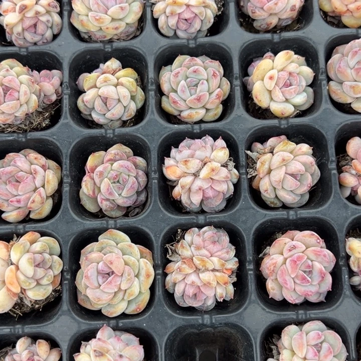 紫心冰魄2.5cm4颗单双混量拍多肉满20包邮初7发