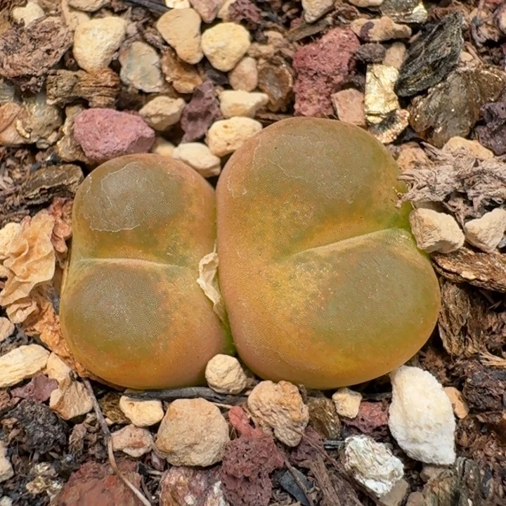 98带盆发货58888888