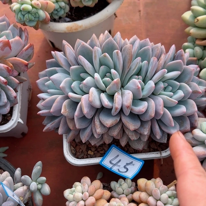 45梦之雪平平安安健健康康