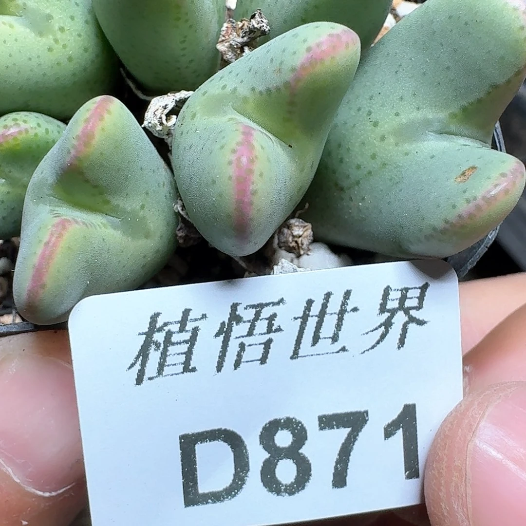 871号多肉植物哇f g