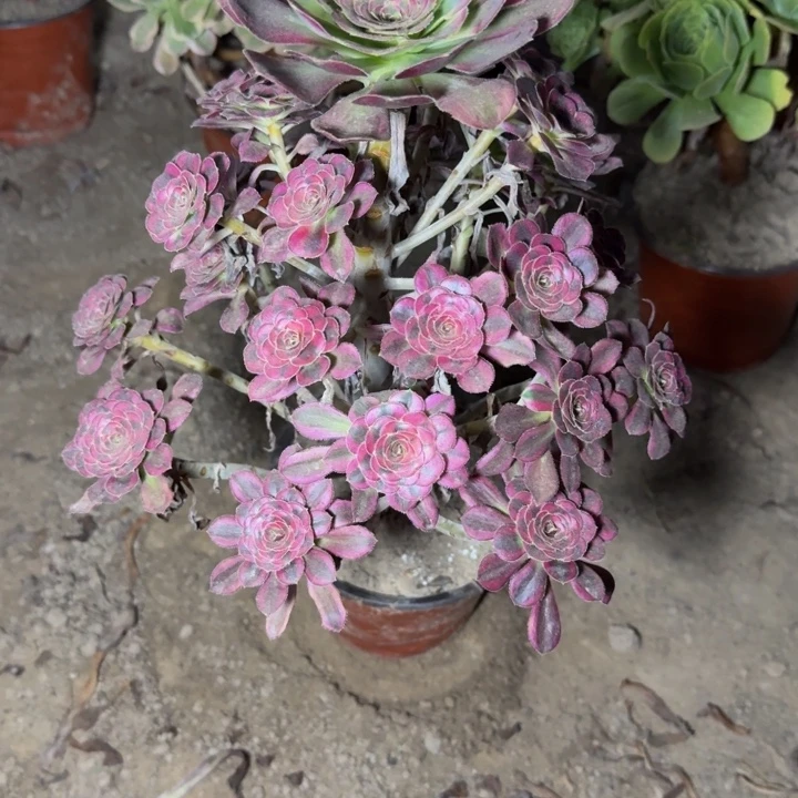22614南冰淇淋多肉植物