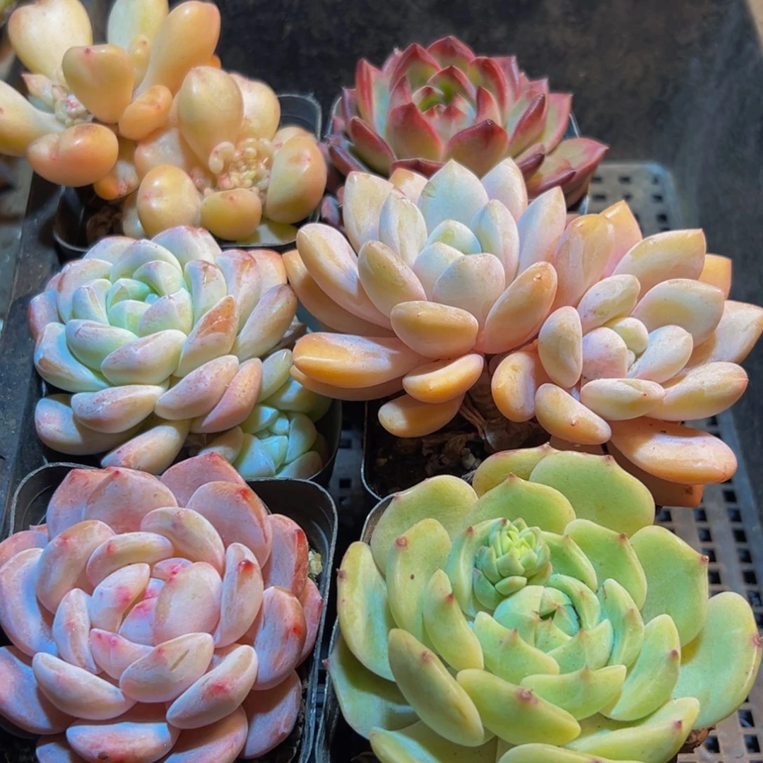 830多肉葡萄的价格是多少