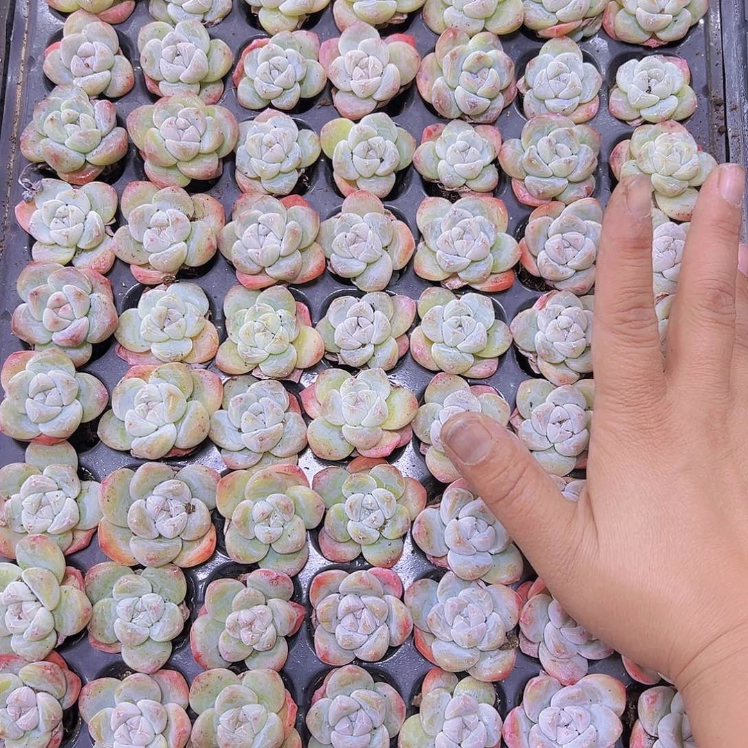 姥姥单头冰玉5个19包邮