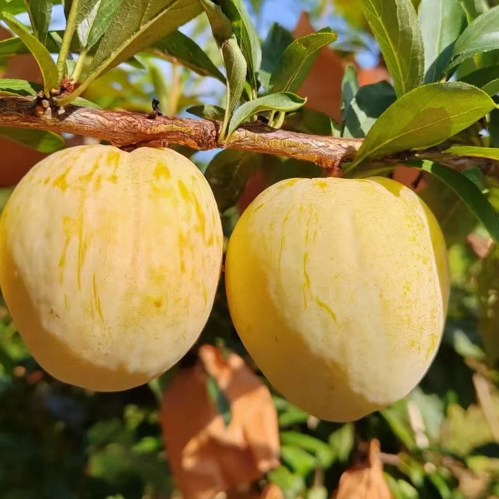 【黄金奈李】新鲜现摘阳光果脱骨青奈李