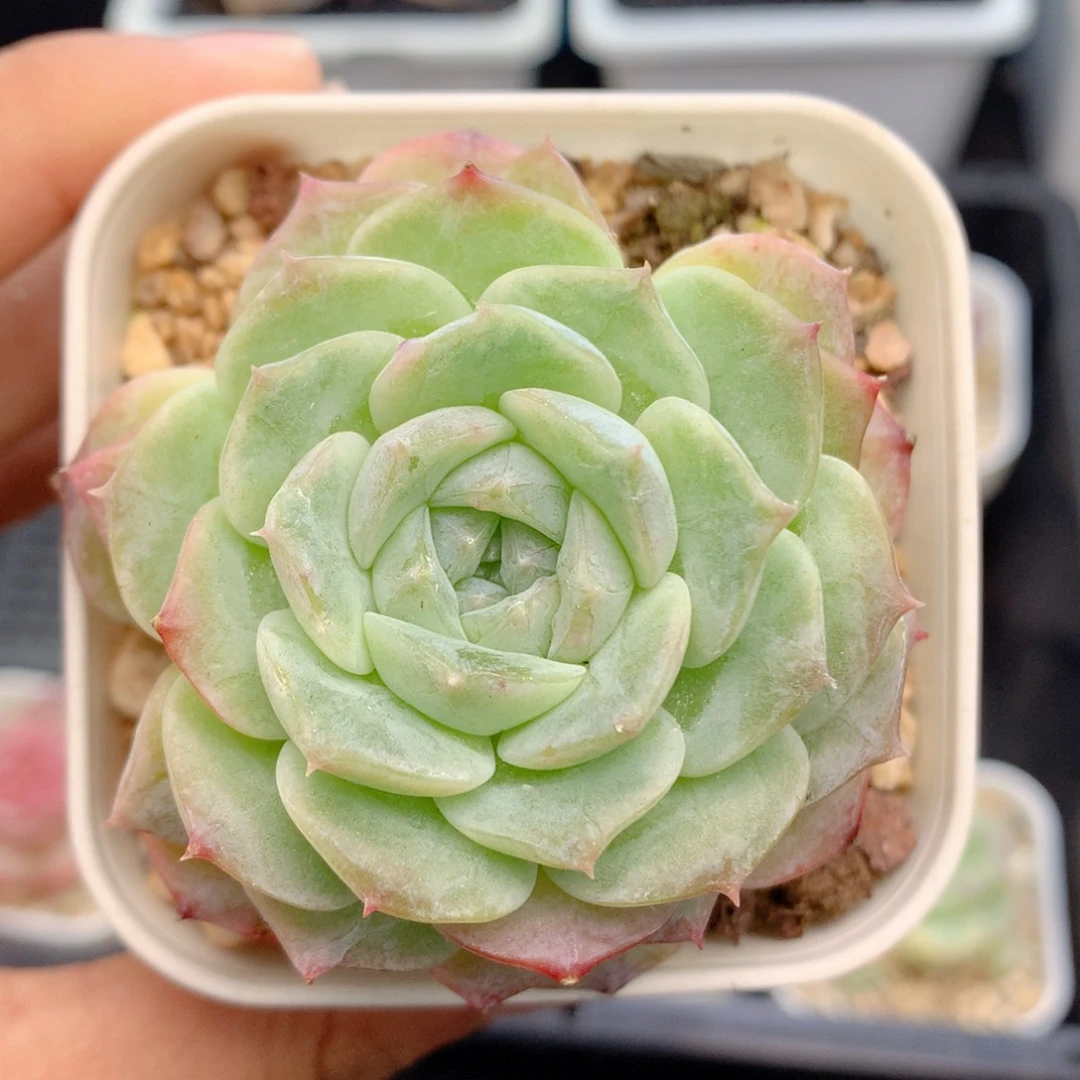 58包邮  群生不包整69