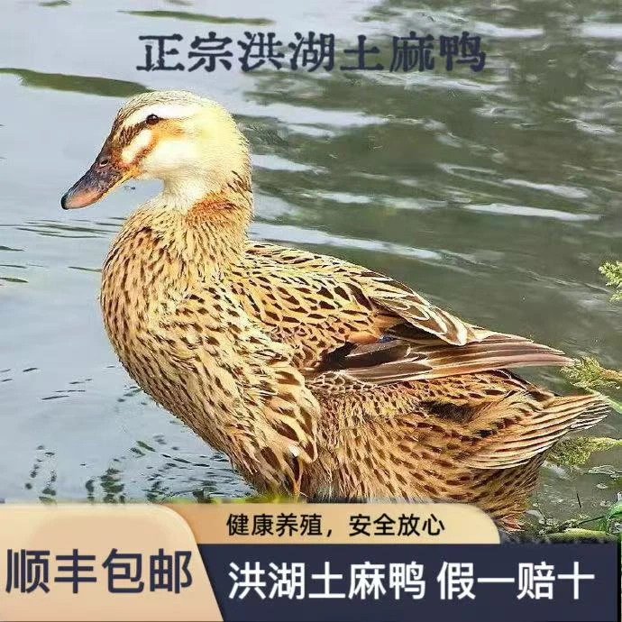 洪湖农家散养老麻鸭正宗湖区土麻鸭肉质精瘦现宰现发2.1斤以上/只
