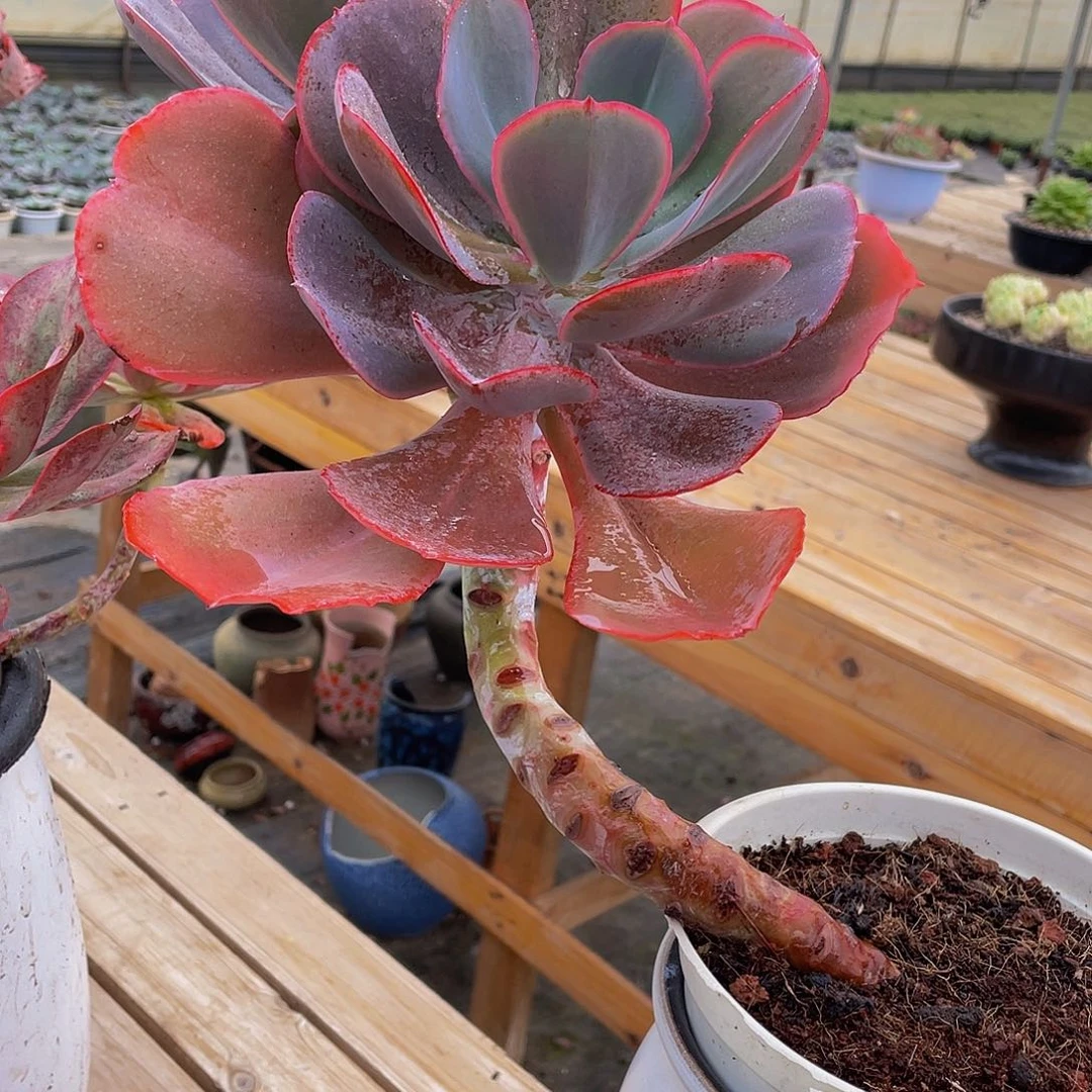 可***求蓝玫瑰多肉植物群