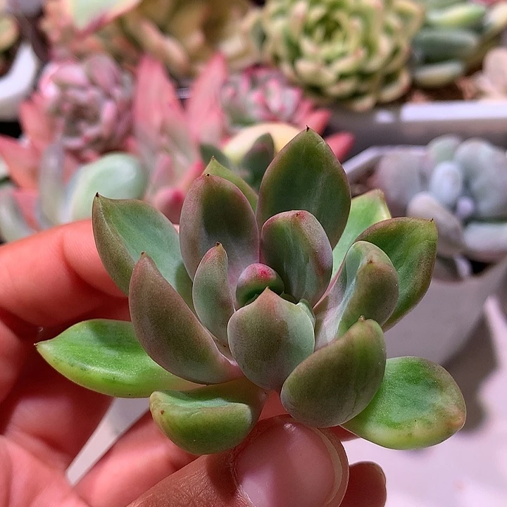 红象牙锦黄拉丝锦