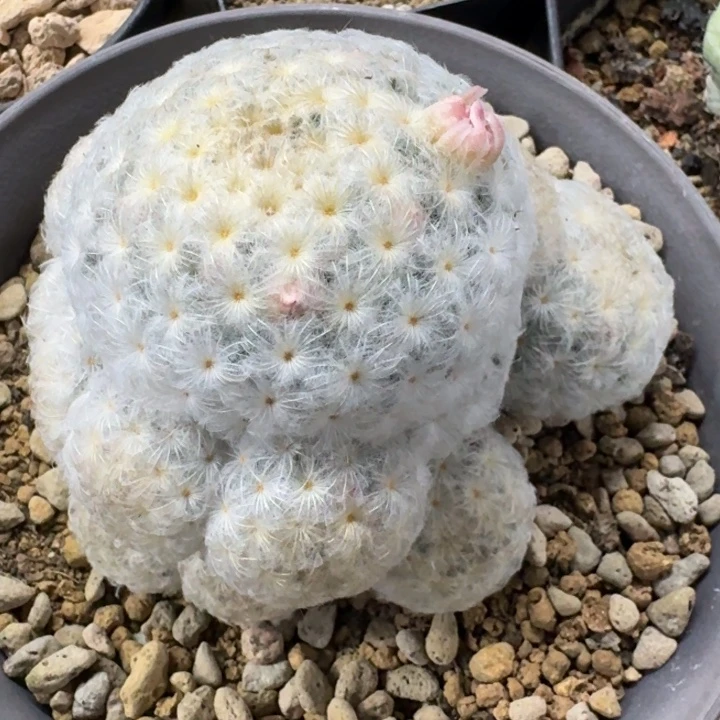 泰输佛头白星实生仙人球