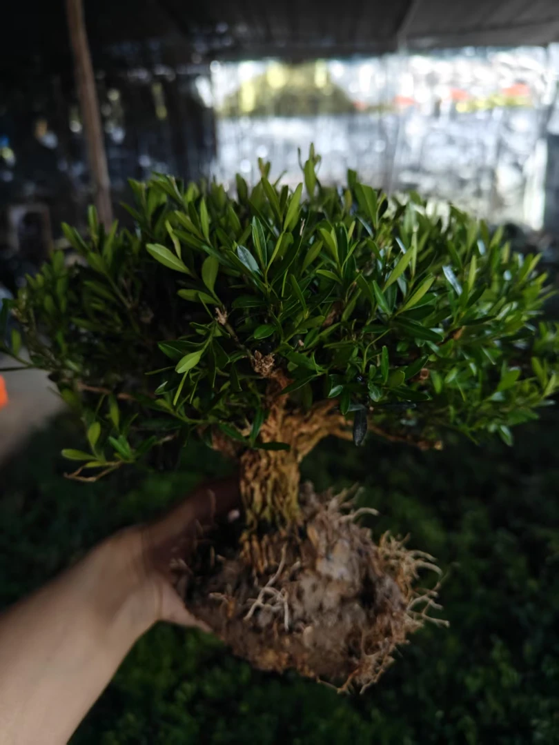 直播间一物一拍小叶雀舌皱皮黄杨