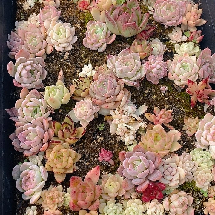 112 多肉植物盆栽花卉植物