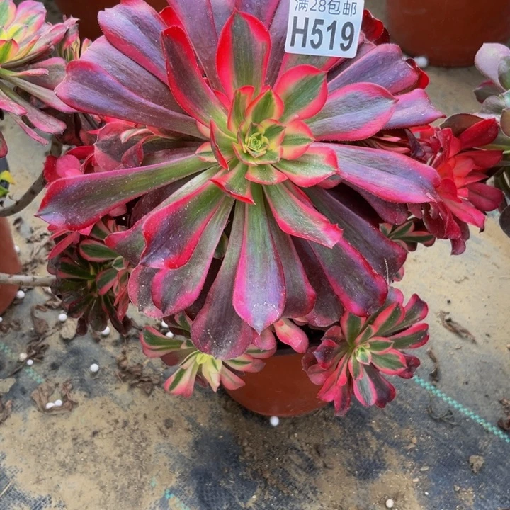 519多肉植物一物一拍