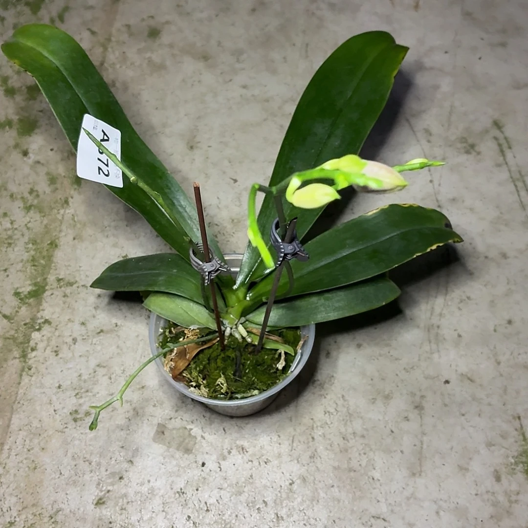 当前无花朵，栽培后可花朵A572yss1162花苞株