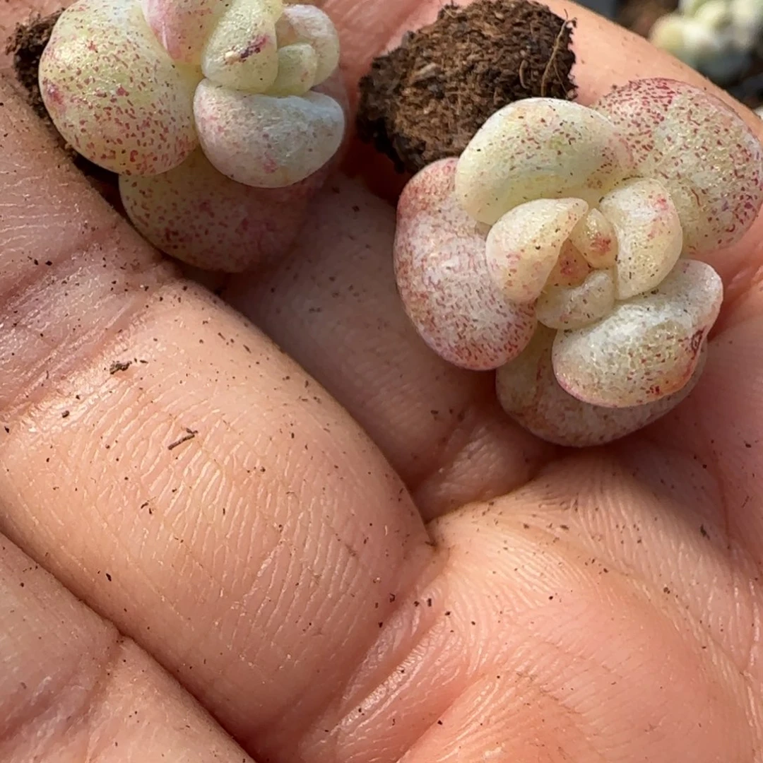 莫***空小卡拉米糖心一物一拍