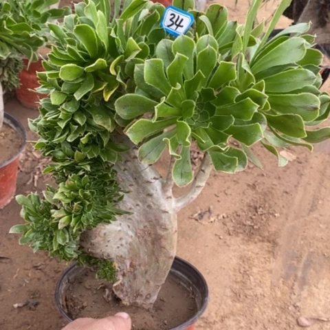 原始绿缀瑕疵一物一拍