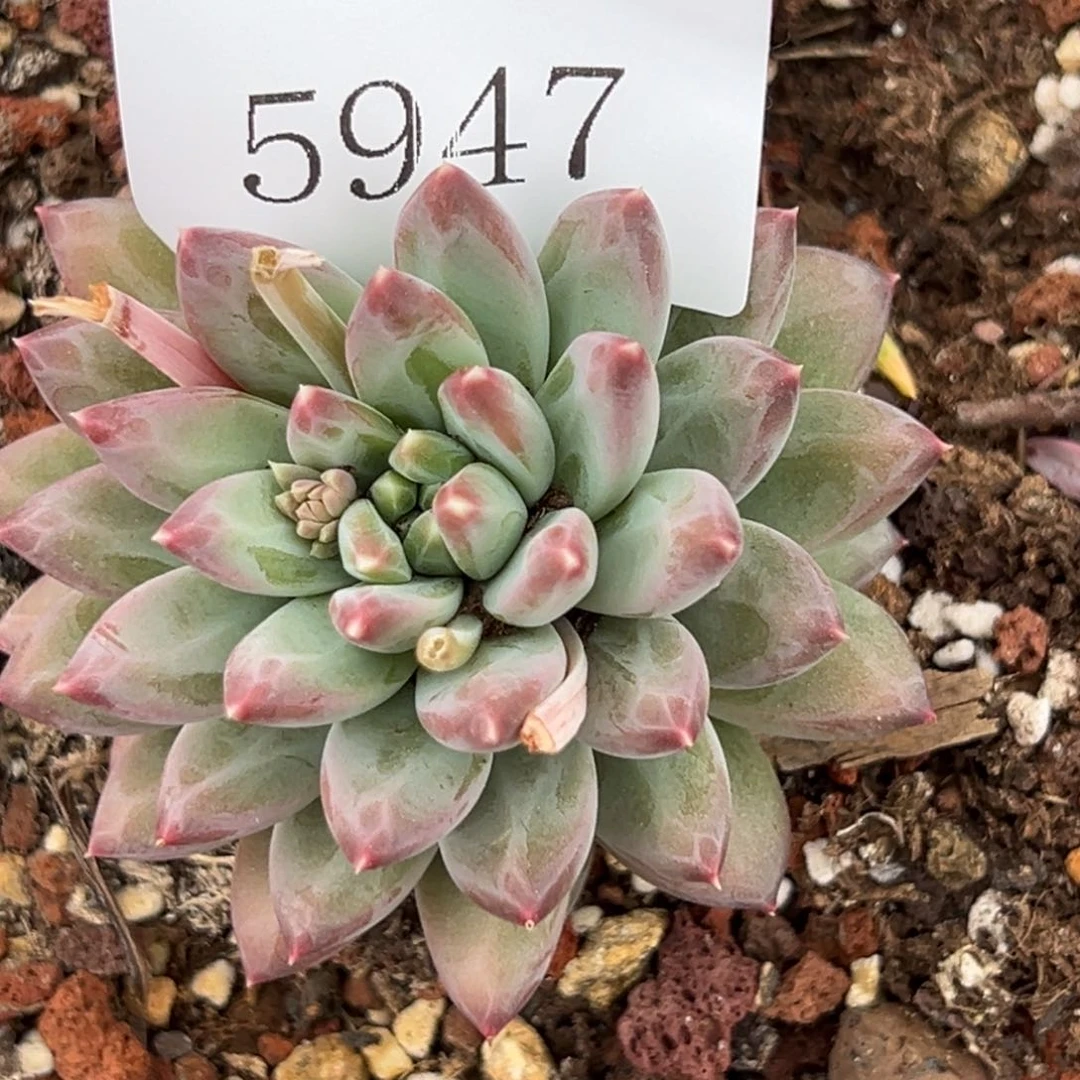 简*單5947多肉多多多多