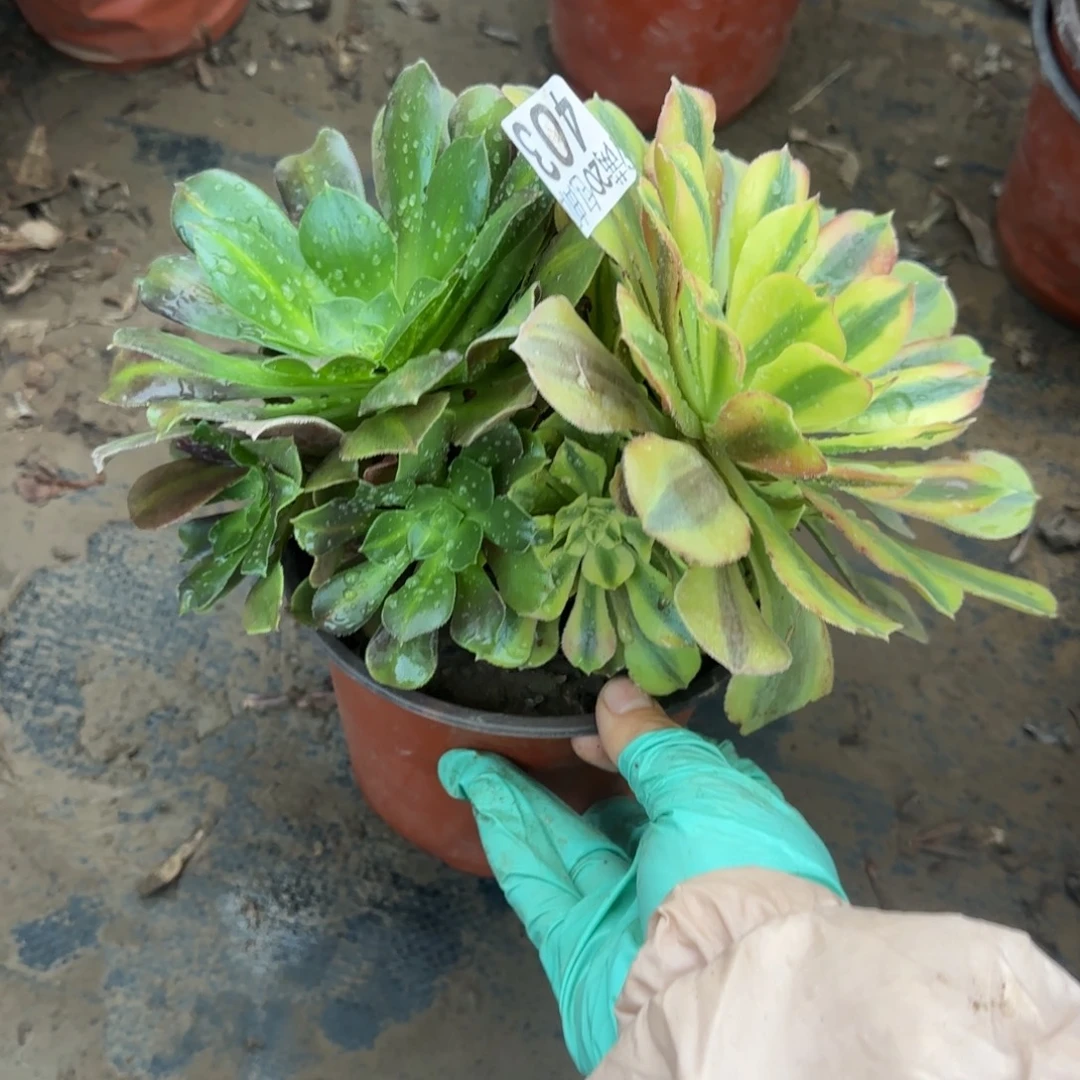 洛神阴阳403满20包邮断枝不包