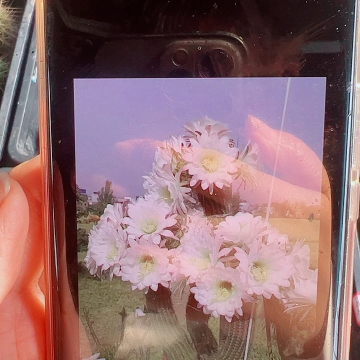 毛花柱白香妃侧芽拍一发二