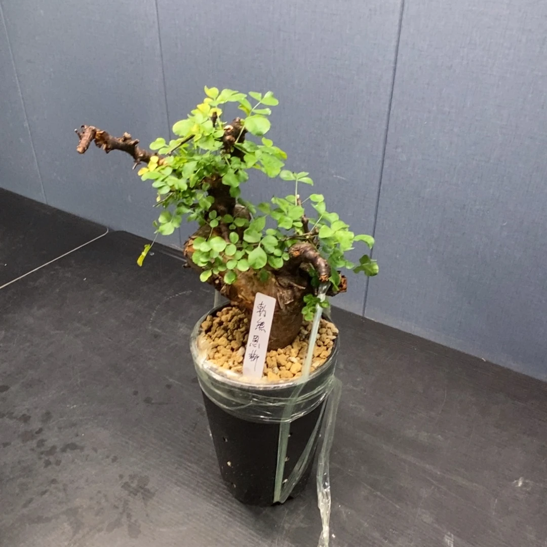 小***书博然恩斯黑皮橄榄