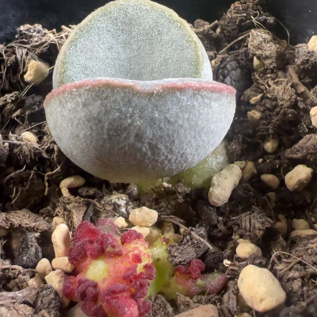 白月光缀化多肉植物水泡多肉植物