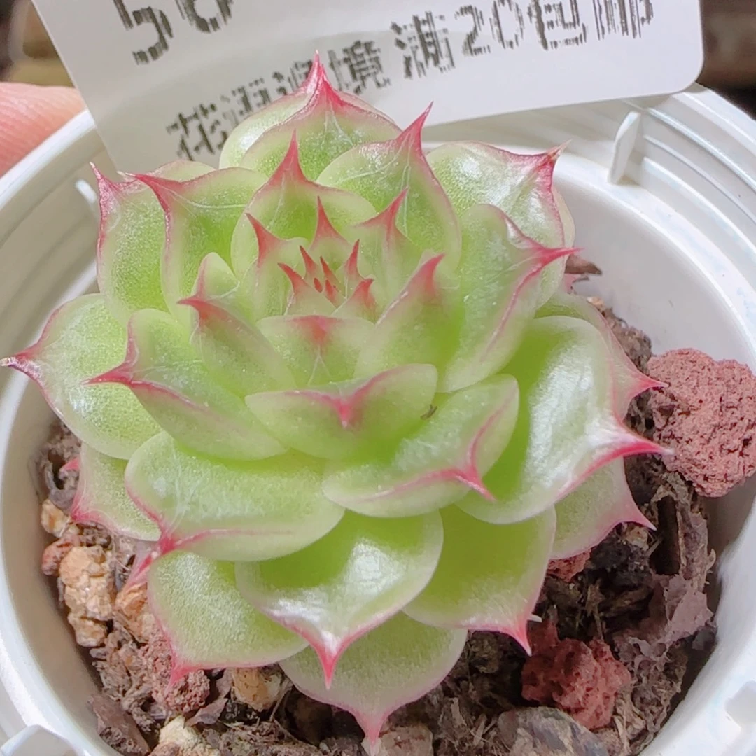 花语逸镜1116-56海王
