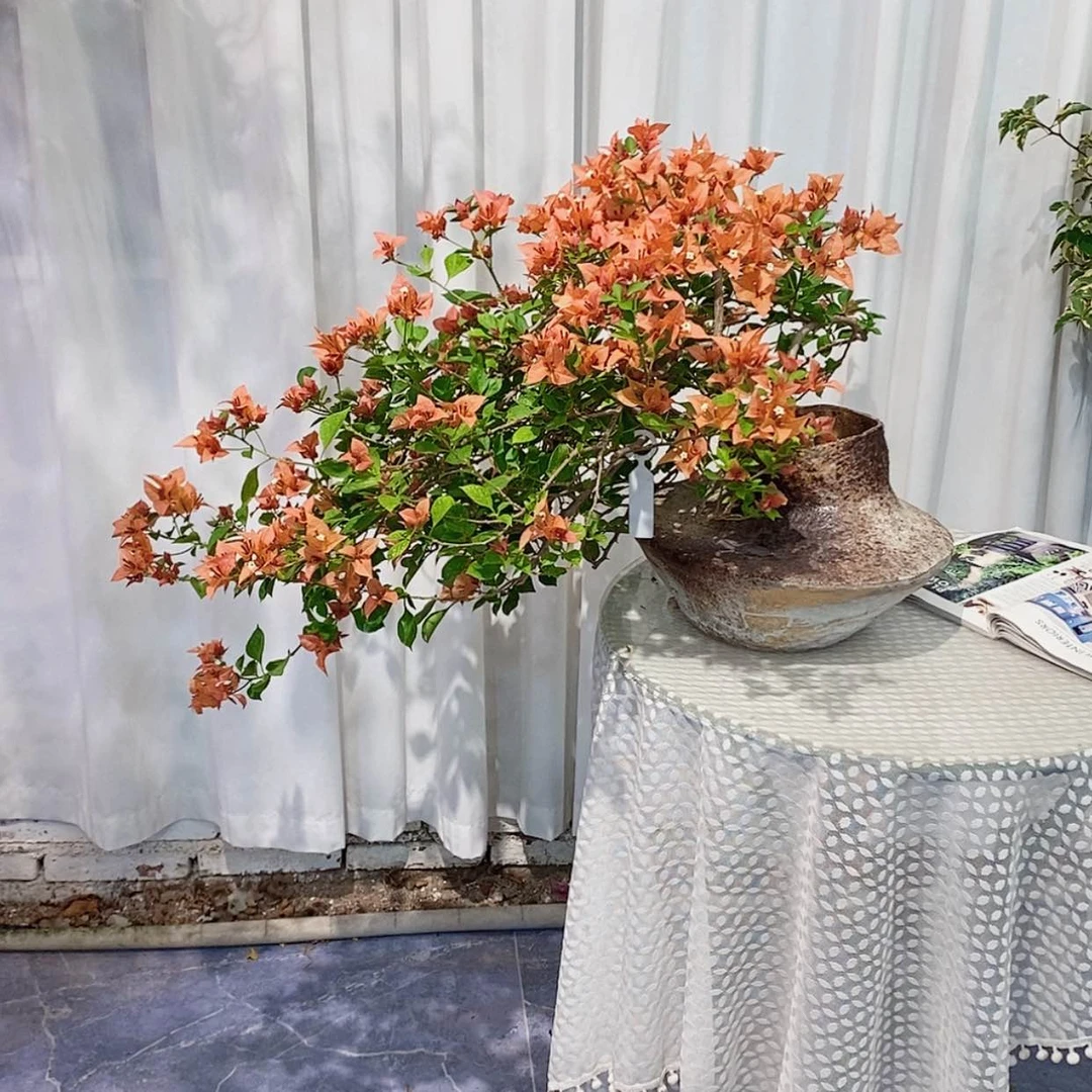 【闪购商品】完全开放安***一佩德罗