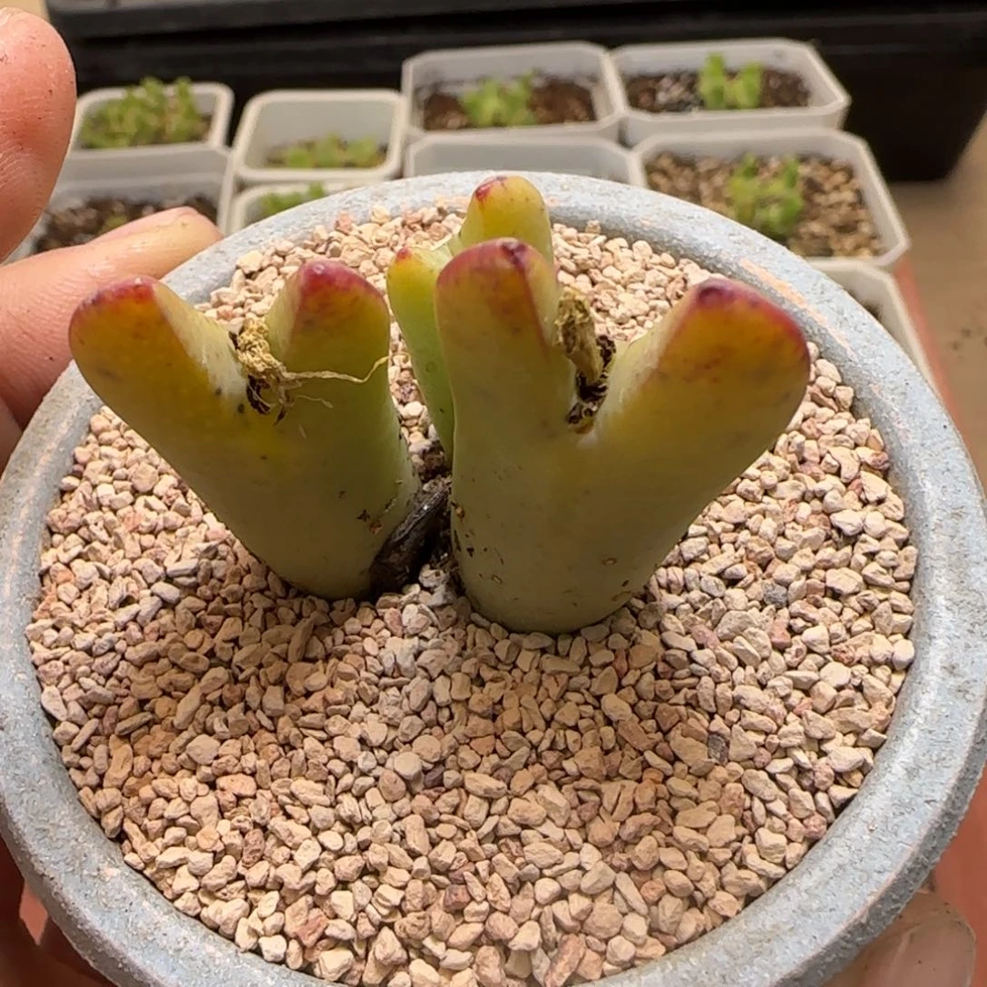 牛**作13-309p p p p p p p p p p