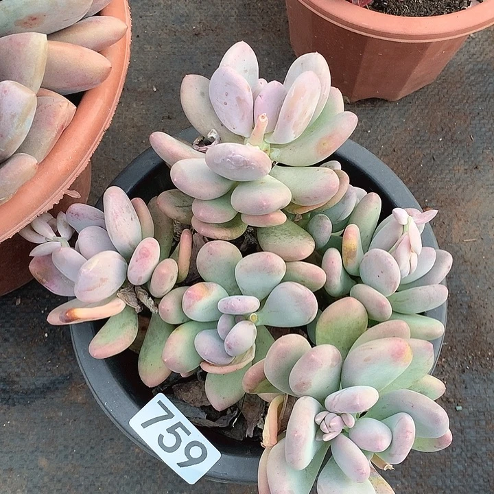 758奶杂一物一拍多肉