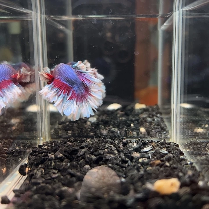 斗鱼跑单拉黑4日90