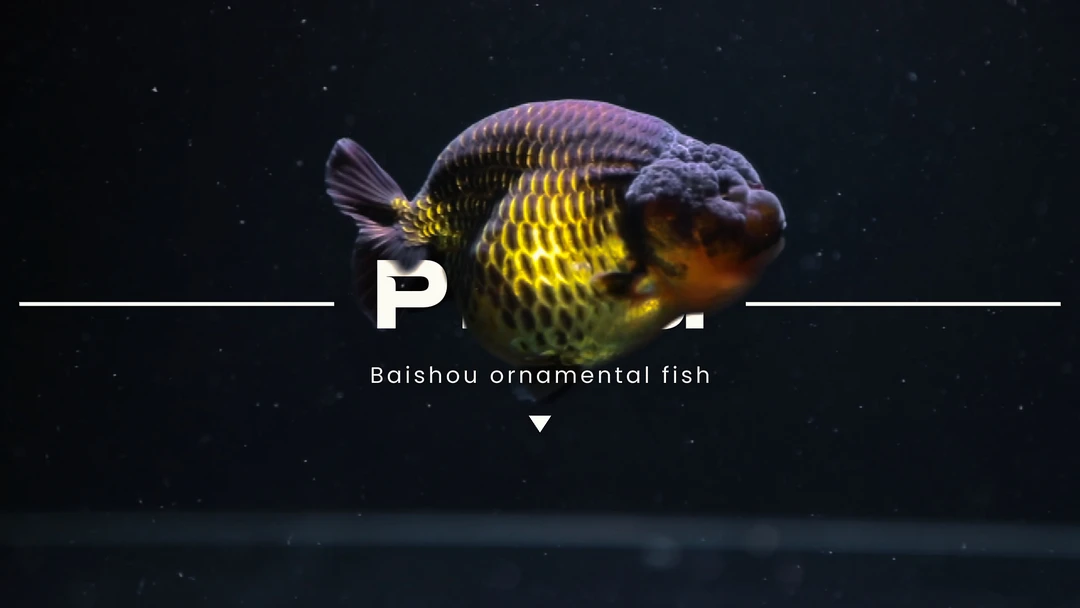 兰寿波妞金鱼冷水观赏鱼苗活体观赏鱼收到货拍摄开箱视频