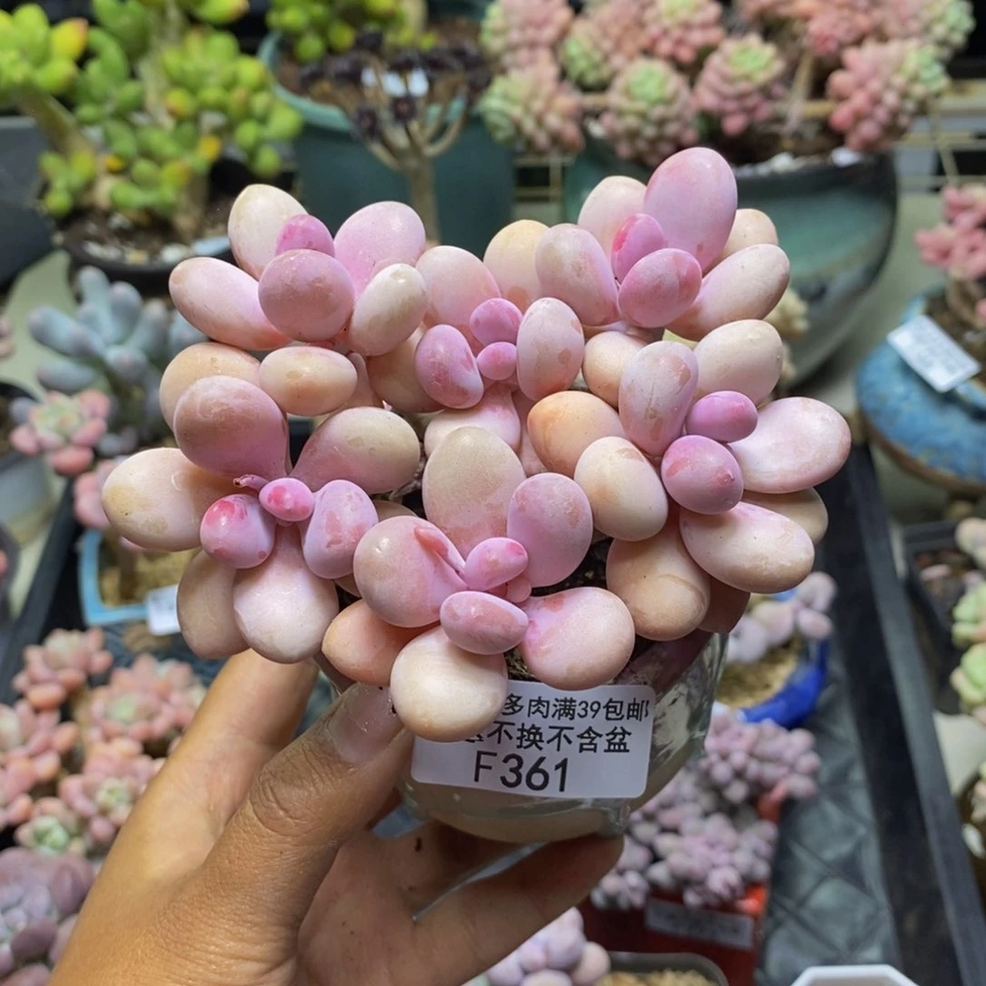 361糖果桃蛋多肉9c m