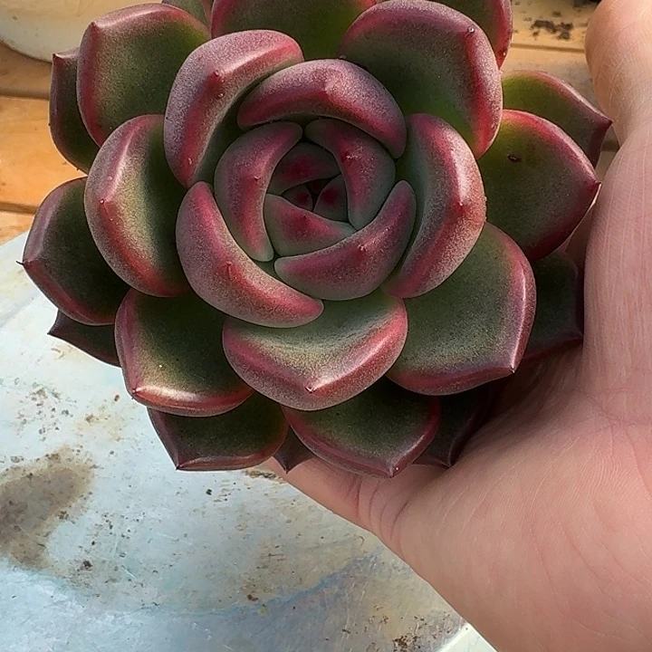 东云多肉植物一物一拍