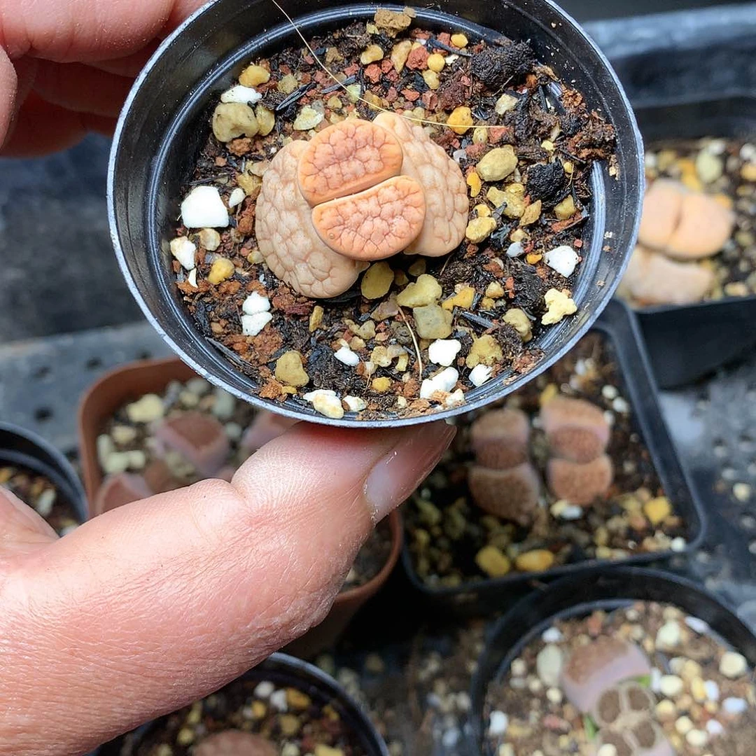 子*w624多肉植物保护研究所