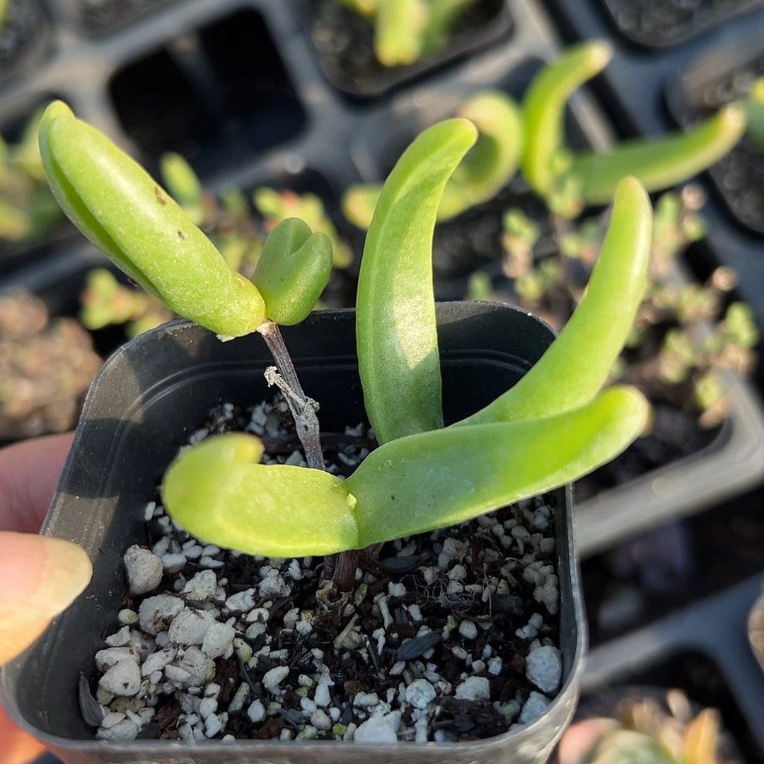 杜吧呃呃呃呃呃呃呃